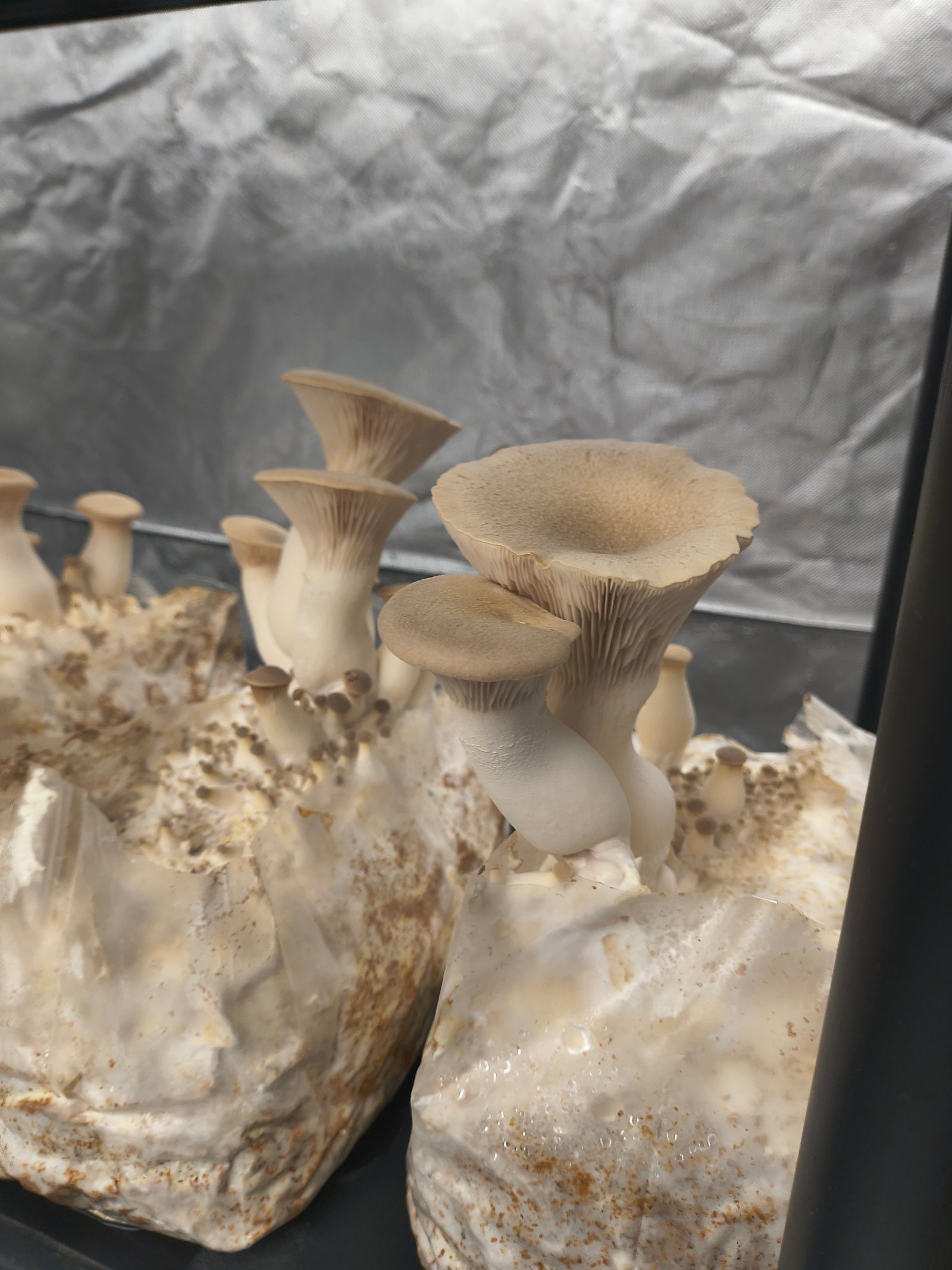 King Oyster Mushrooms