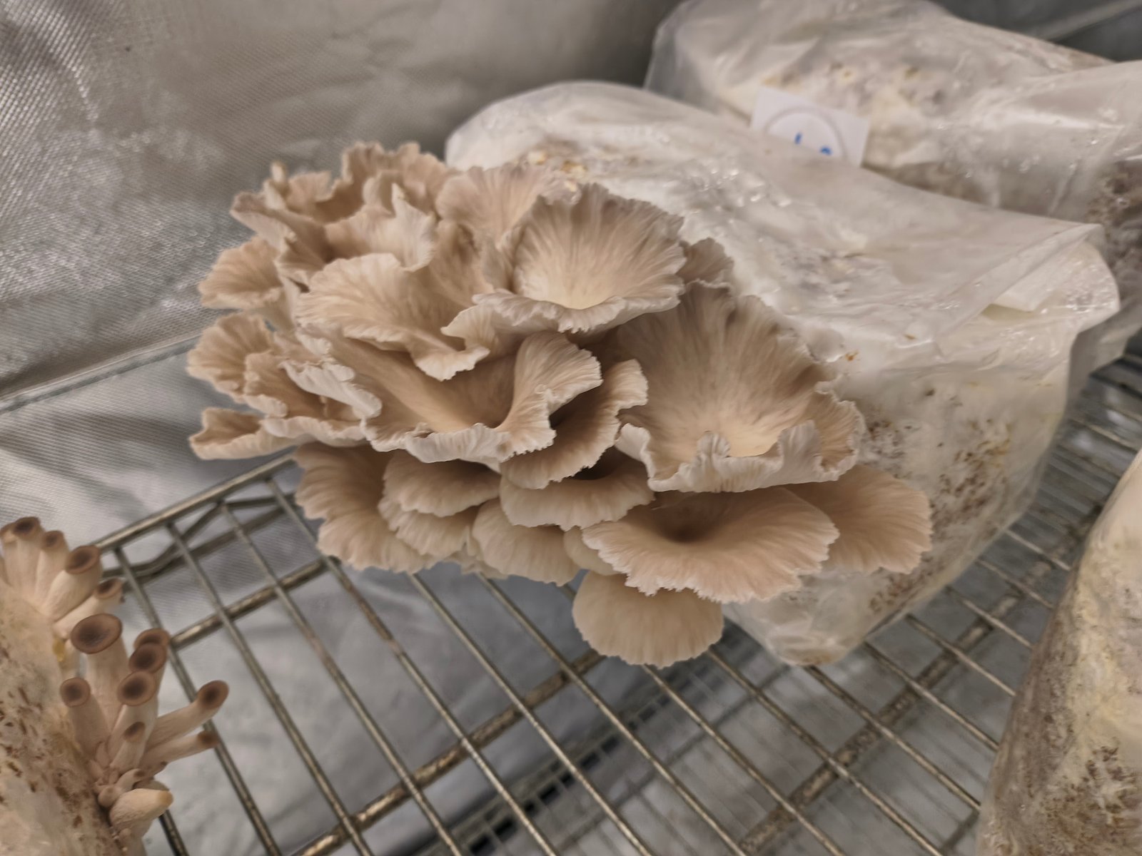 Phoenix Oyster Mushrooms