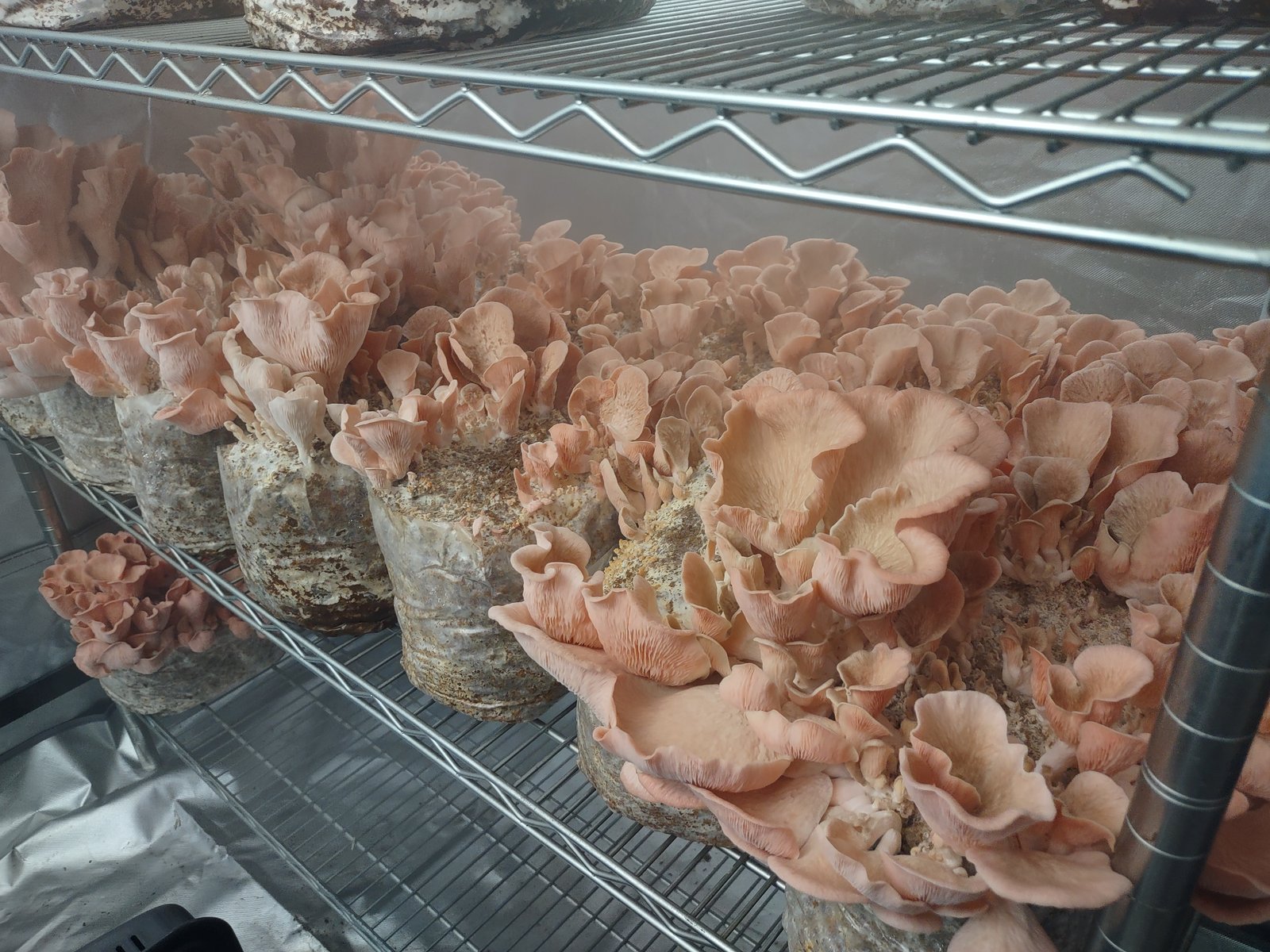 Pink Oyster Mushrooms