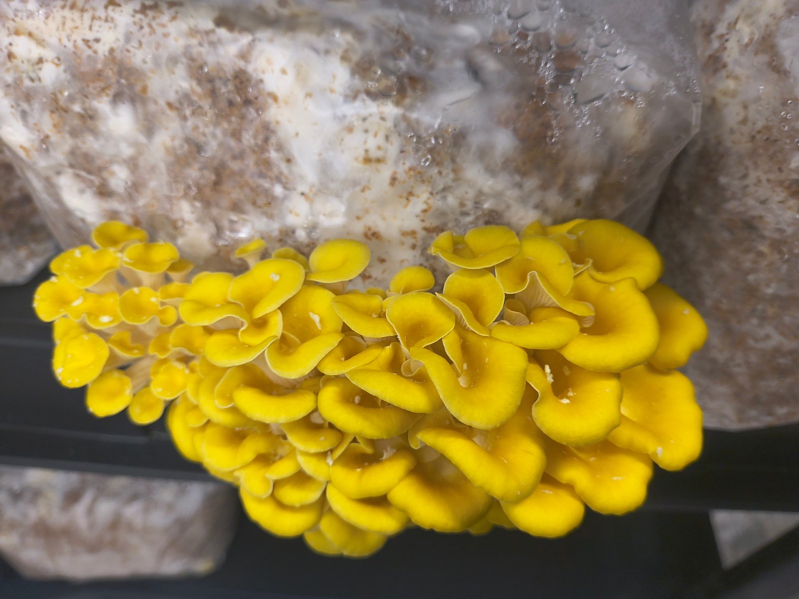Yellow Oyster Mushrooms